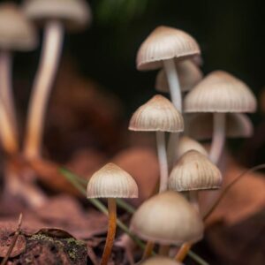 Buy Psilocybin Online | Lab-Tested & High Purity