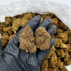 Buy Apple Fritter Online – Top Quality Hybrid Strain For Sale