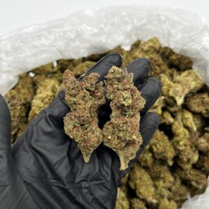 Buy Granddaddy Purple Online | Top Quality Indica Strain