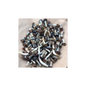 Premium Psilocybe Baeocystis For Sale Online