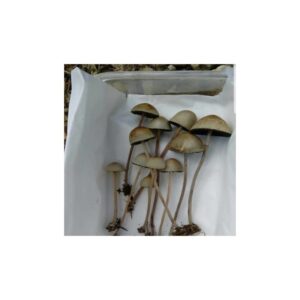 Psilocybe Mexicana Truffles – Premium Quality Available Online